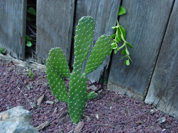 Consolea _rubescens
